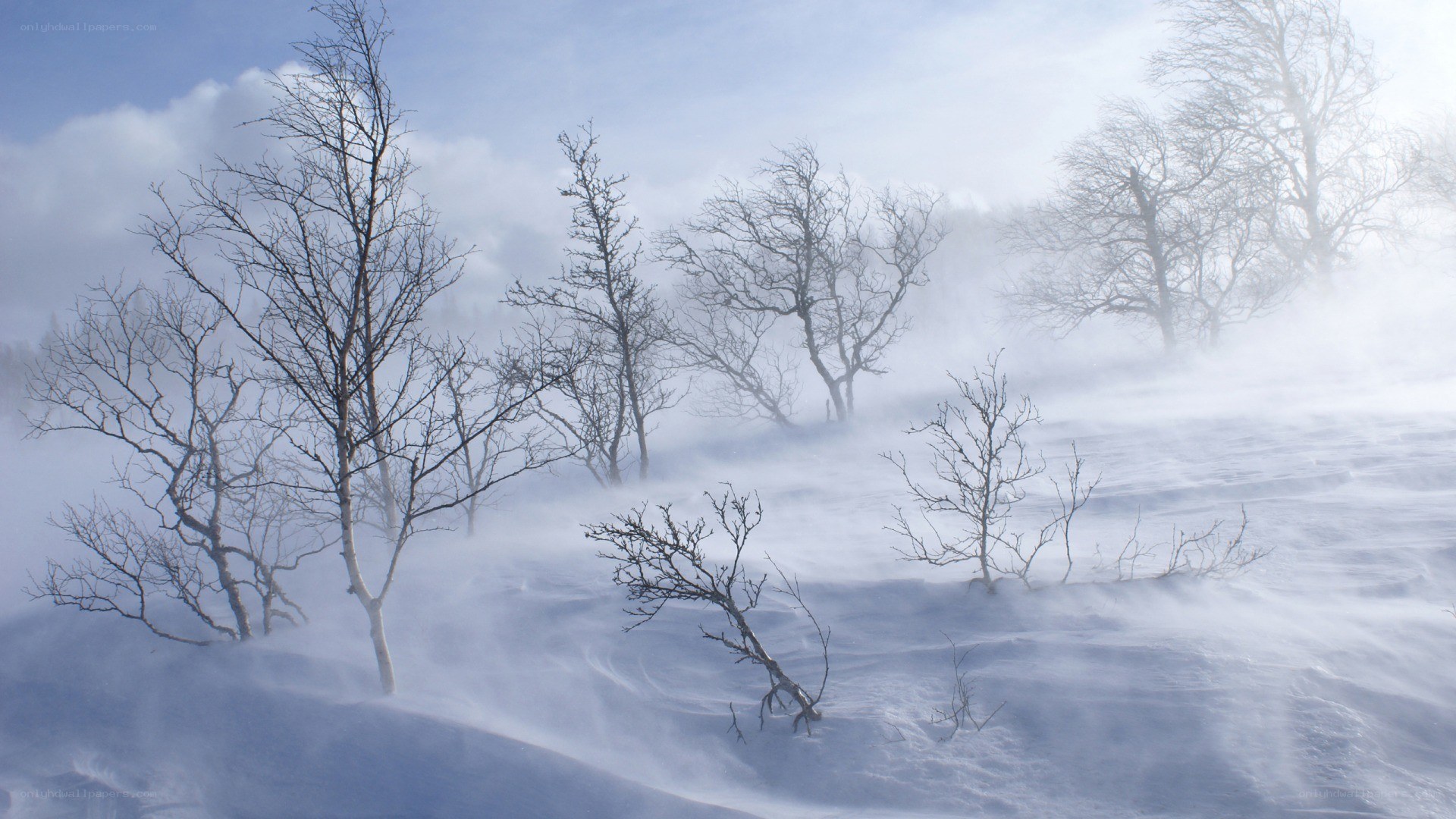 Snowstorm in a winter forest