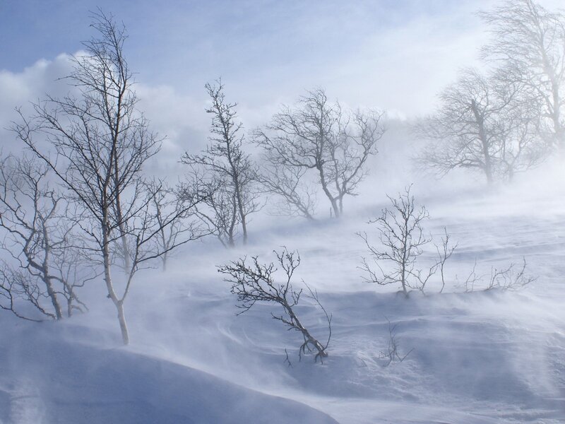 Snowstorm in a winter forest