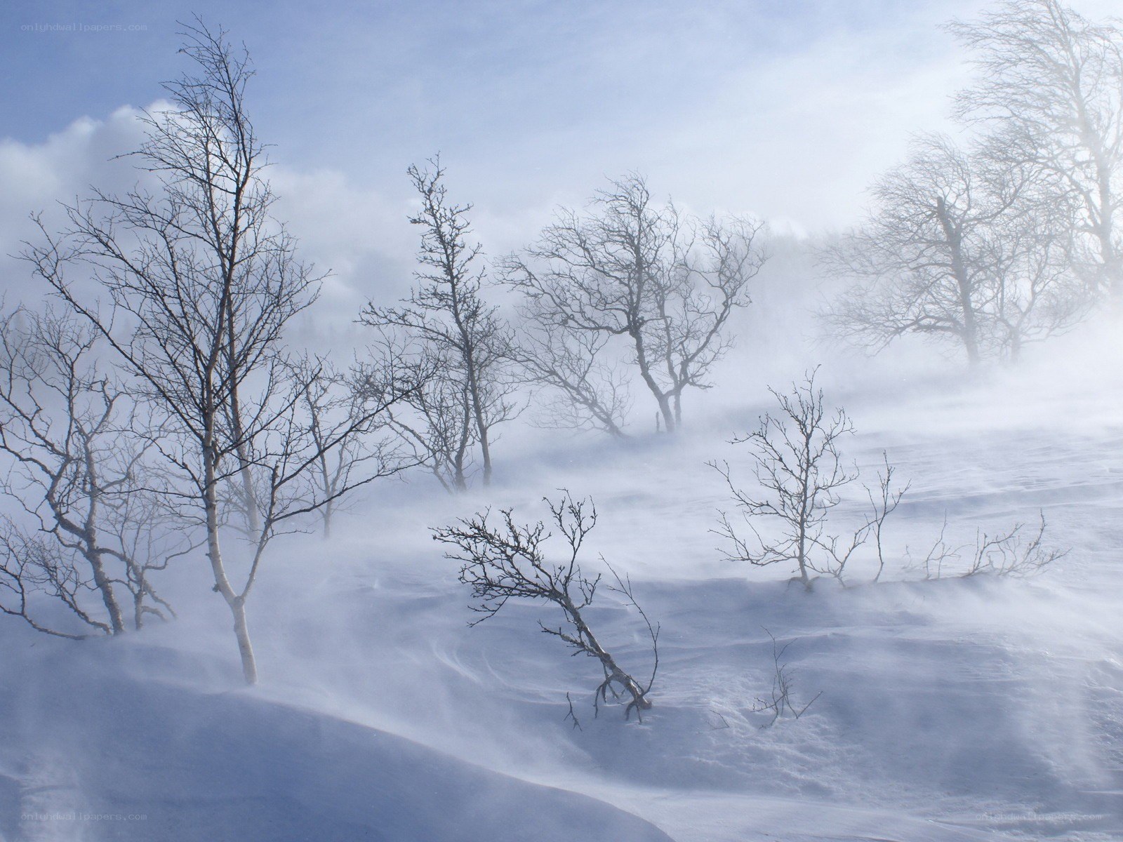 Snowstorm in a winter forest