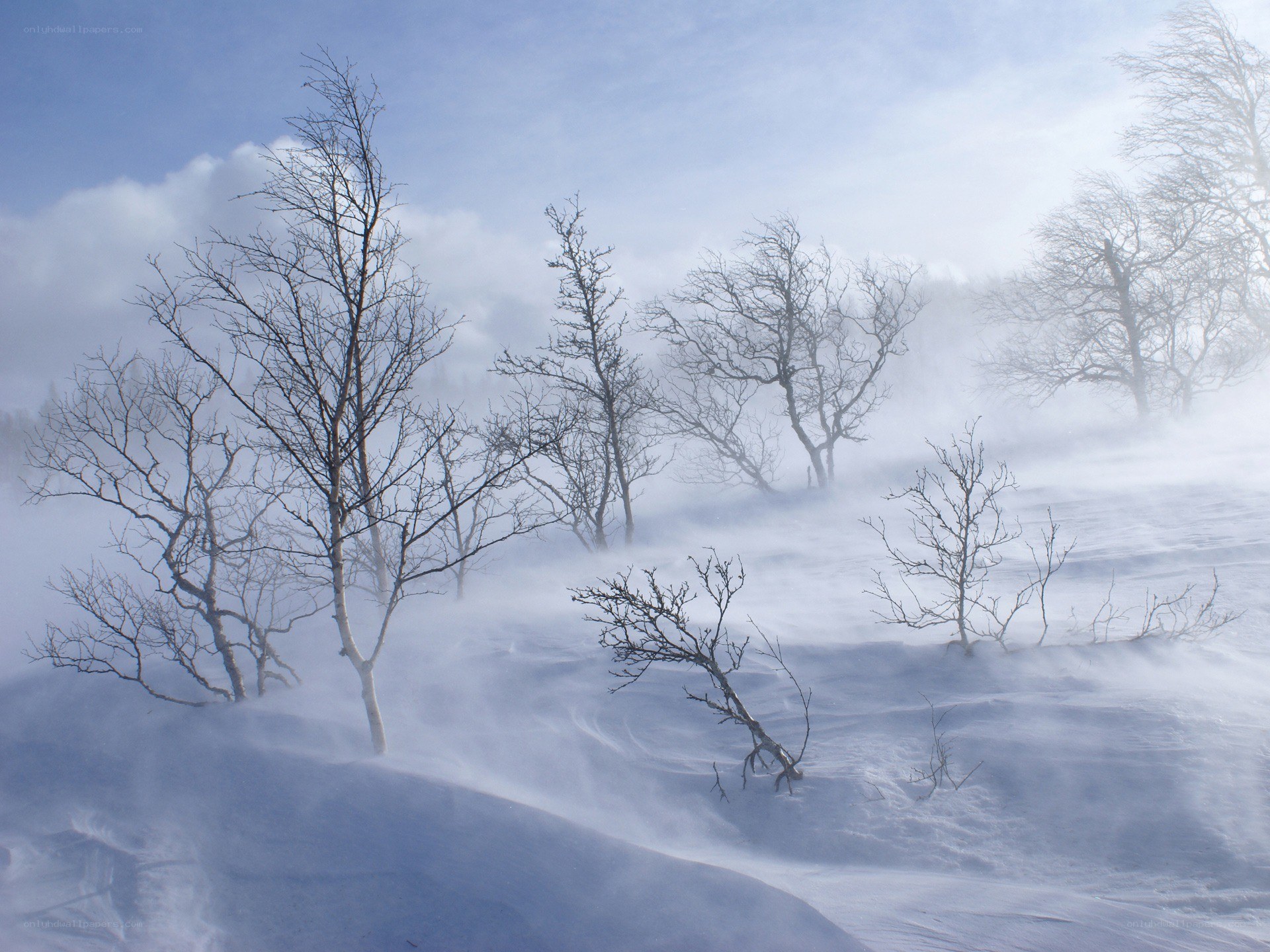 Snowstorm in a winter forest