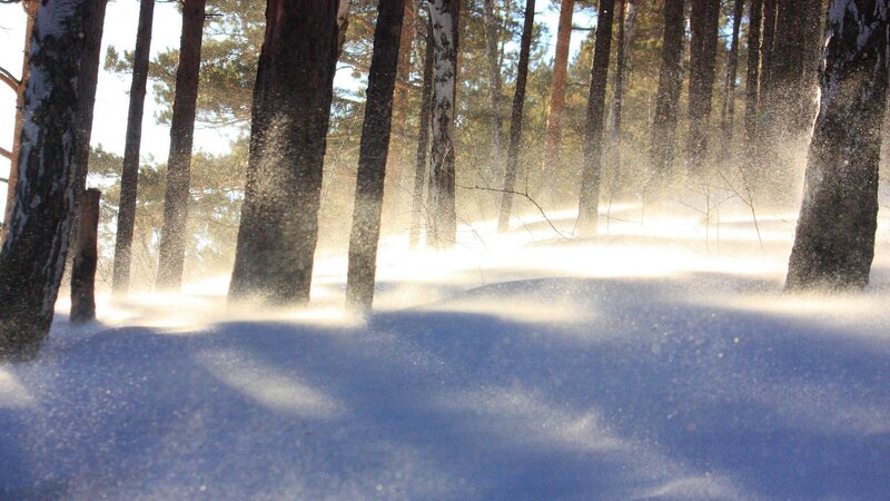 Snowstorm in Forest