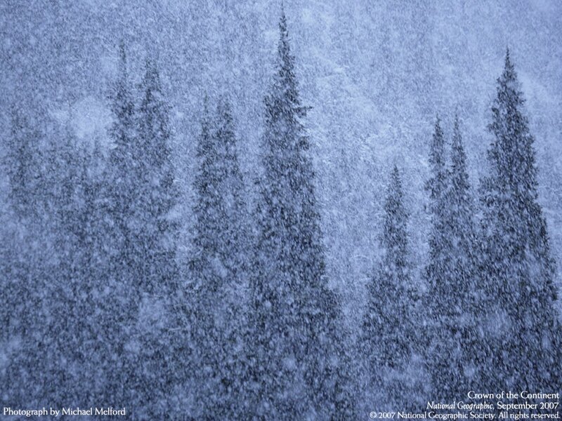 Snowstorm in the Forest