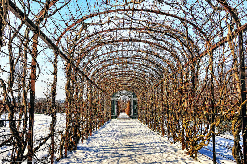 Snowy arbor tunnel in winter