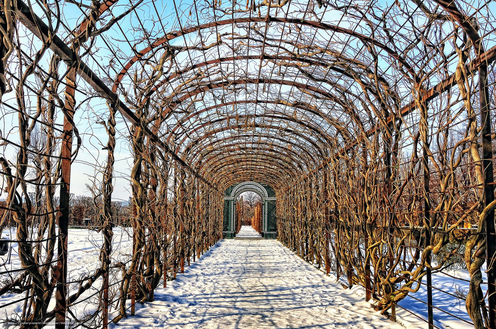 Snowy arbor tunnel in winter