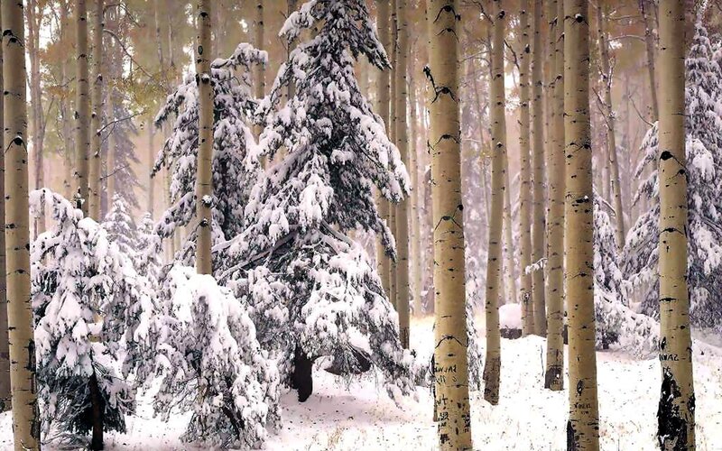 snowy aspen forest