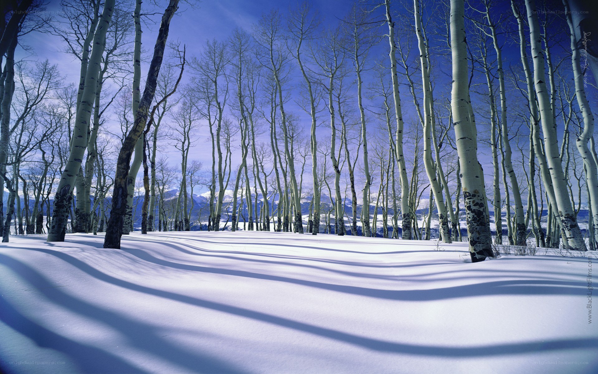 Snowy aspen forest with mountain view