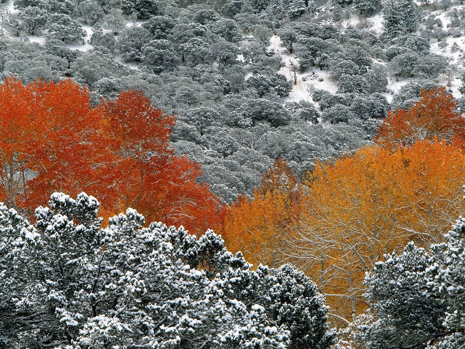 Snowy autumn forest landscape