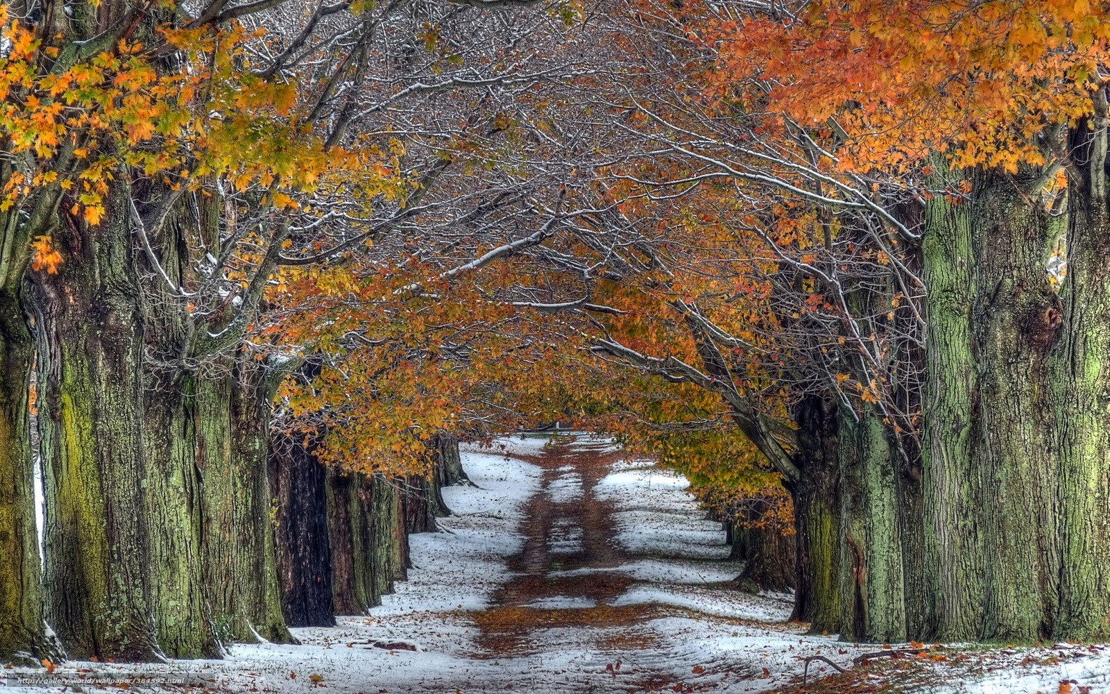 Snowy autumn tree tunnel