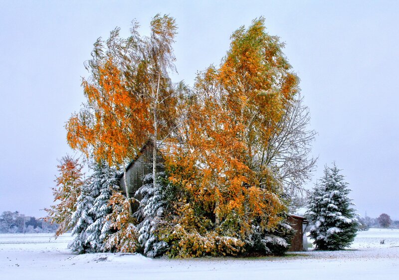 Snowy autumn trees and shed
