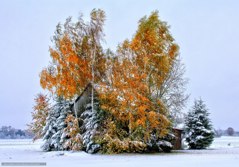 Snowy autumn trees and shed