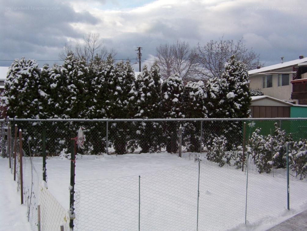 snowy backyard with fence