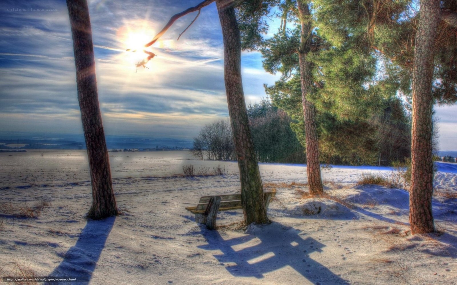 Snowy bench in pine forest