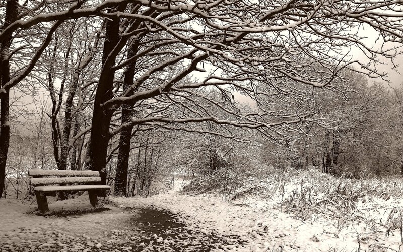 Snowy bench in winter forest