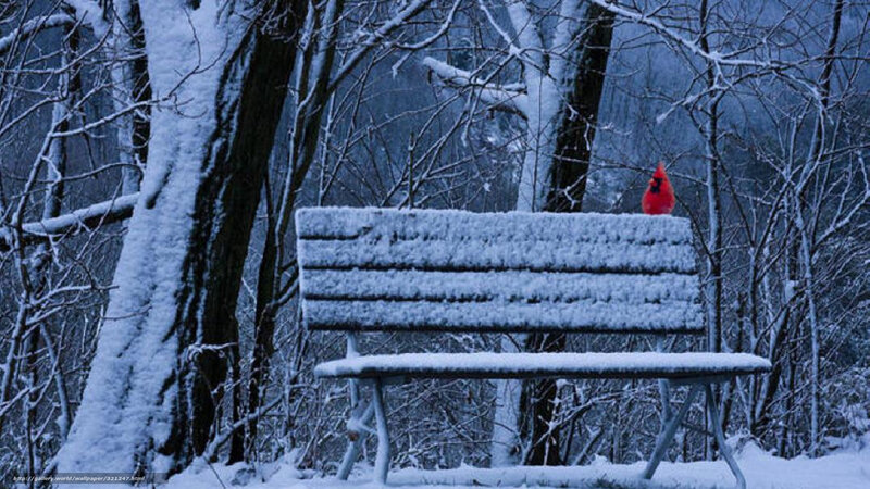 Snowy bench with cardinal