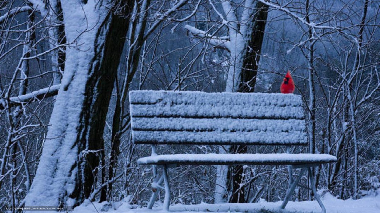 Snowy bench with cardinal