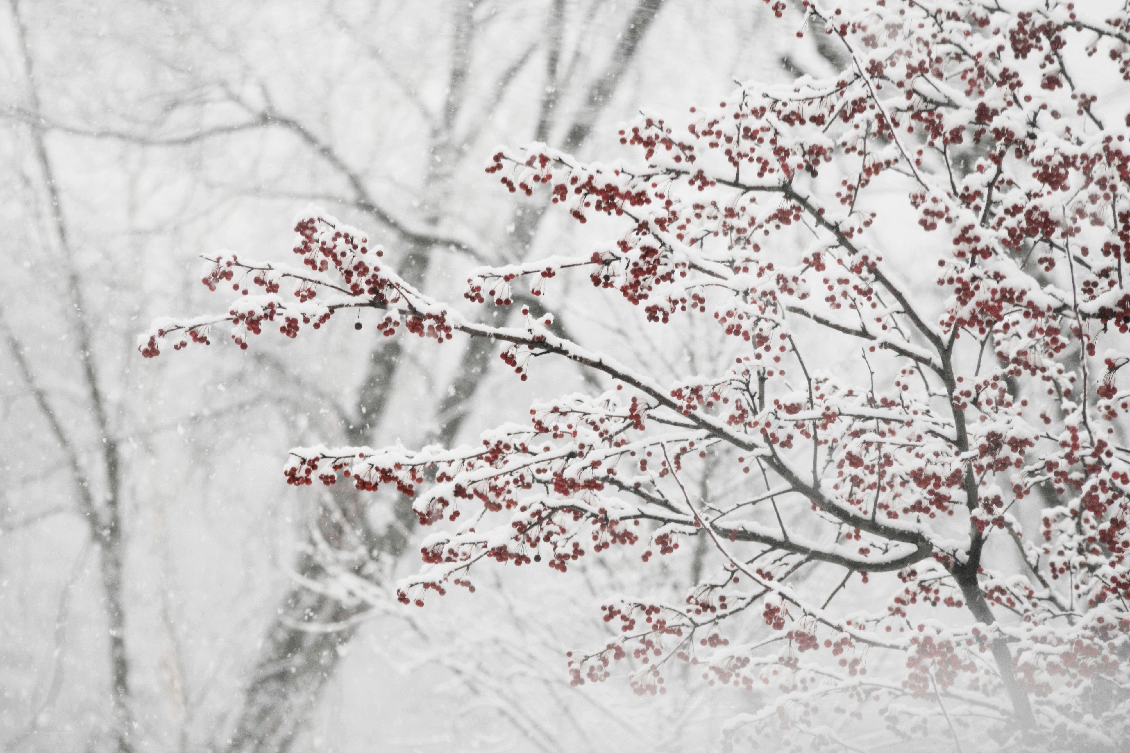 snowy berries in winter