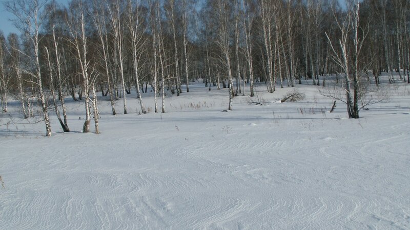 snowy birch forest