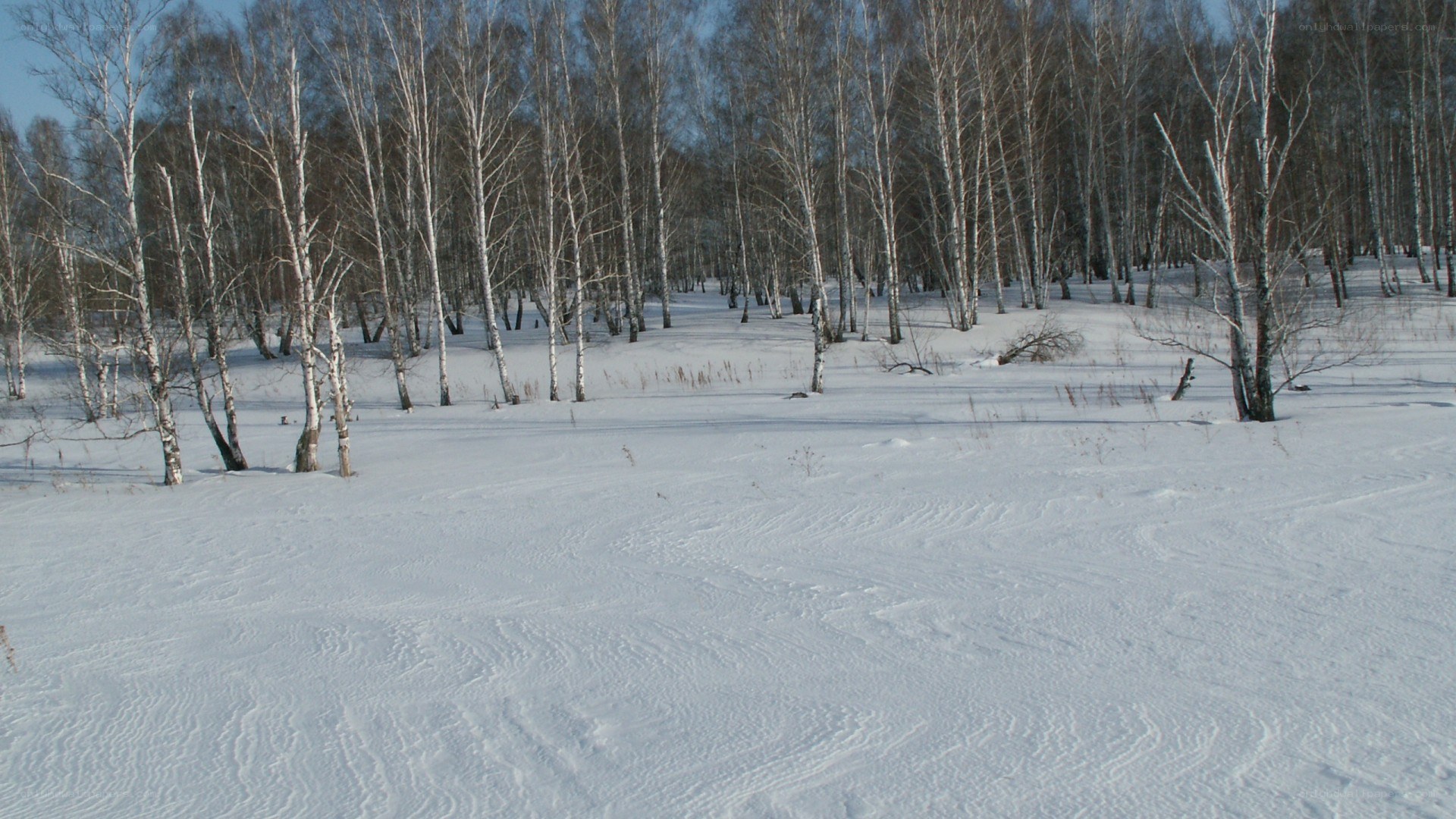 snowy birch forest
