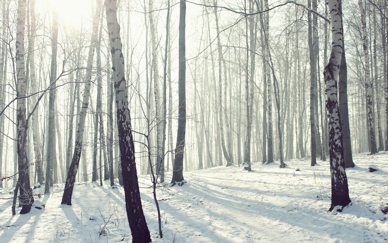 Snowy birch forest