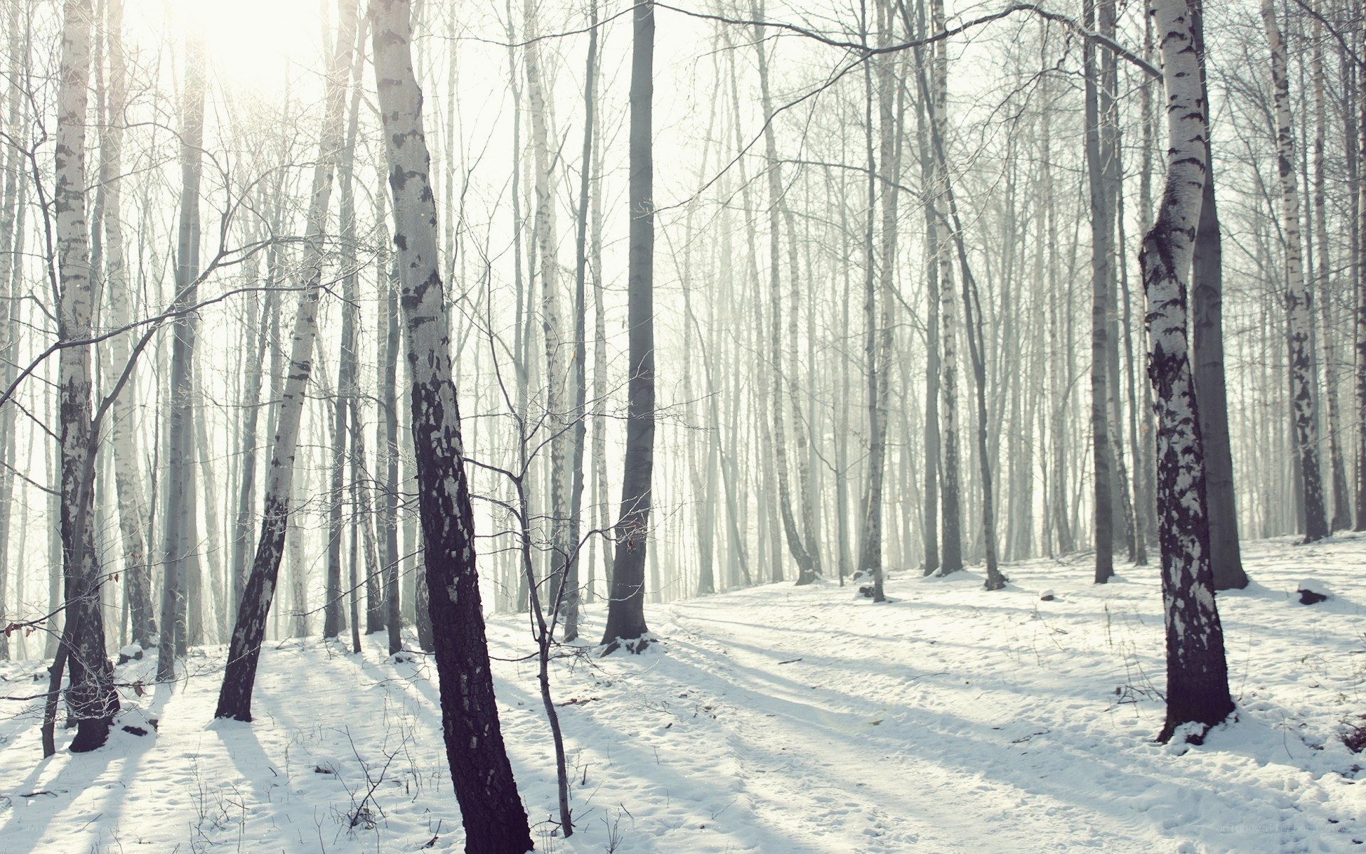Snowy birch forest