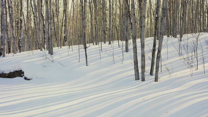 Snowy birch forest at sunrise