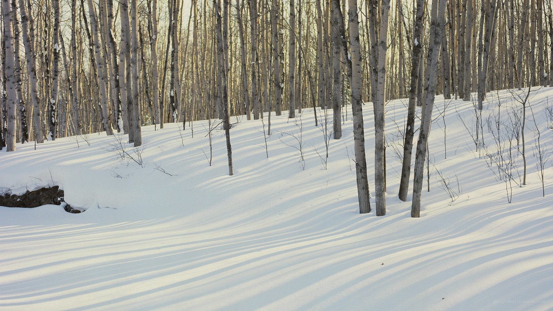 Snowy birch forest at sunrise