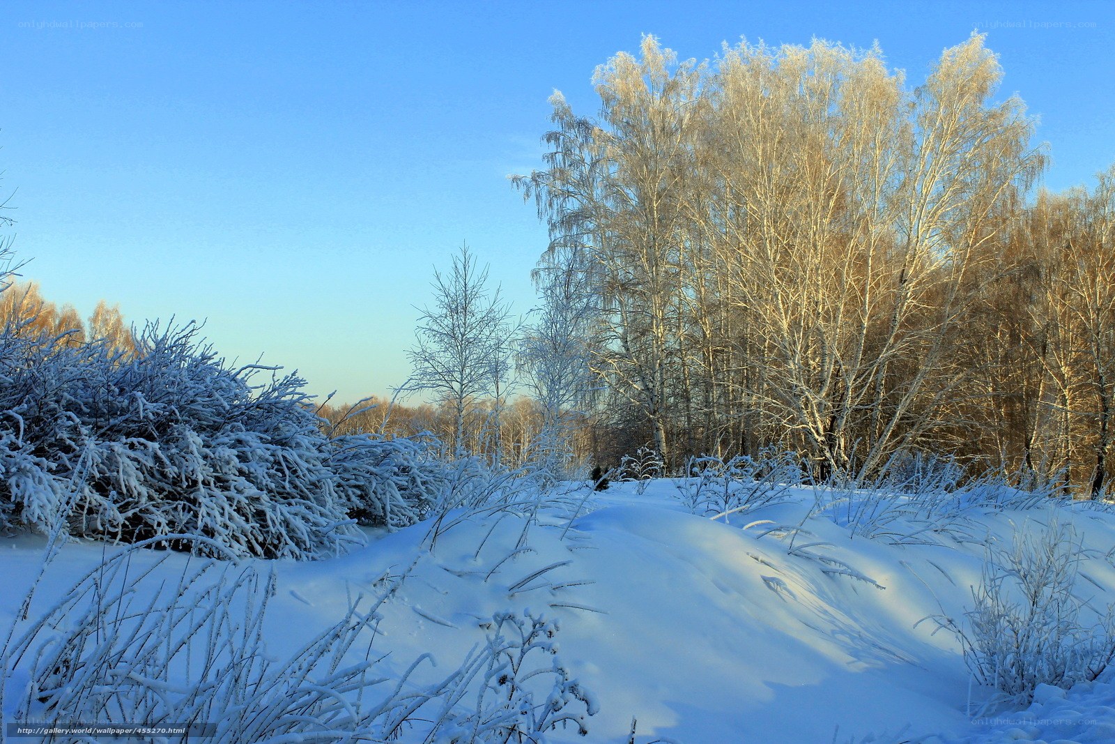 Snowy birch forest at sunrise