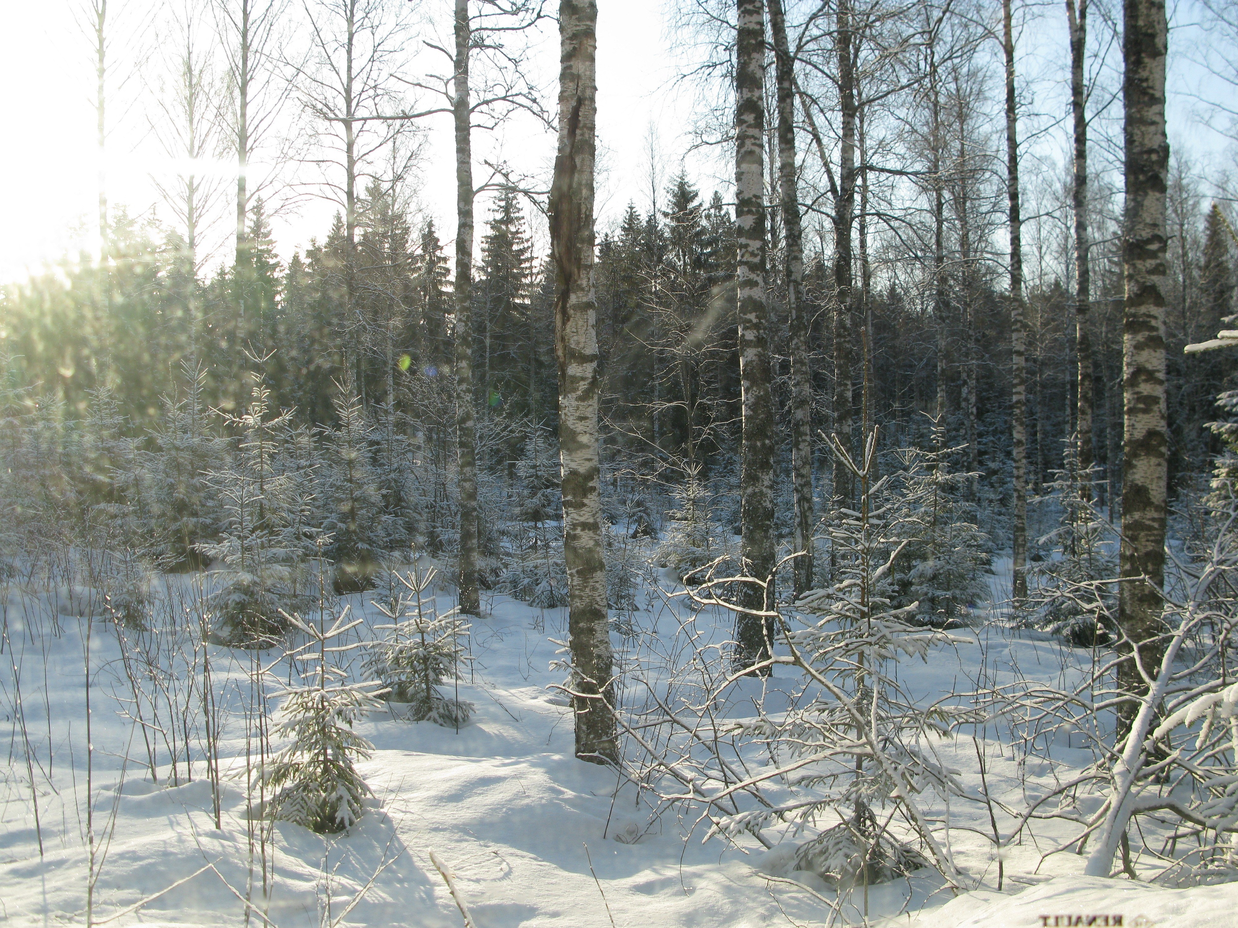 Snowy birch forest in winter