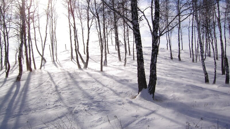 Snowy birch forest in winter