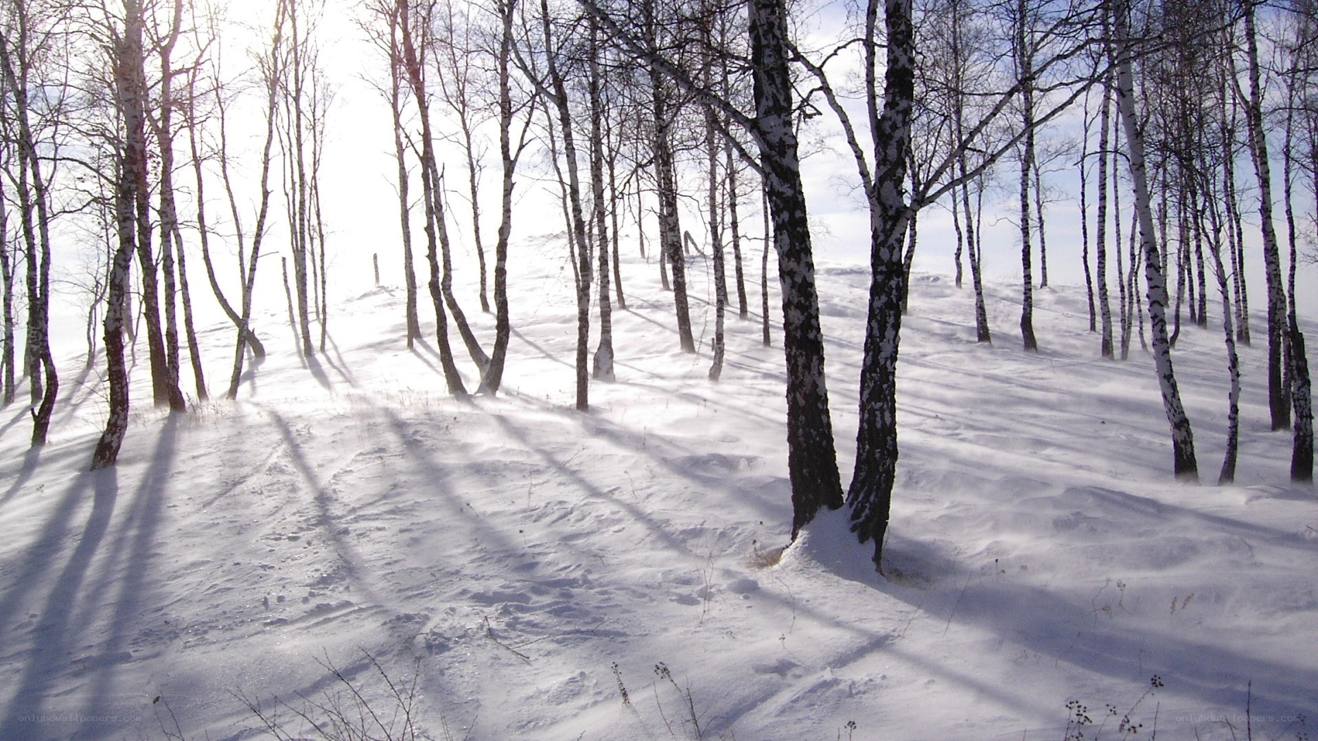 Snowy birch forest in winter