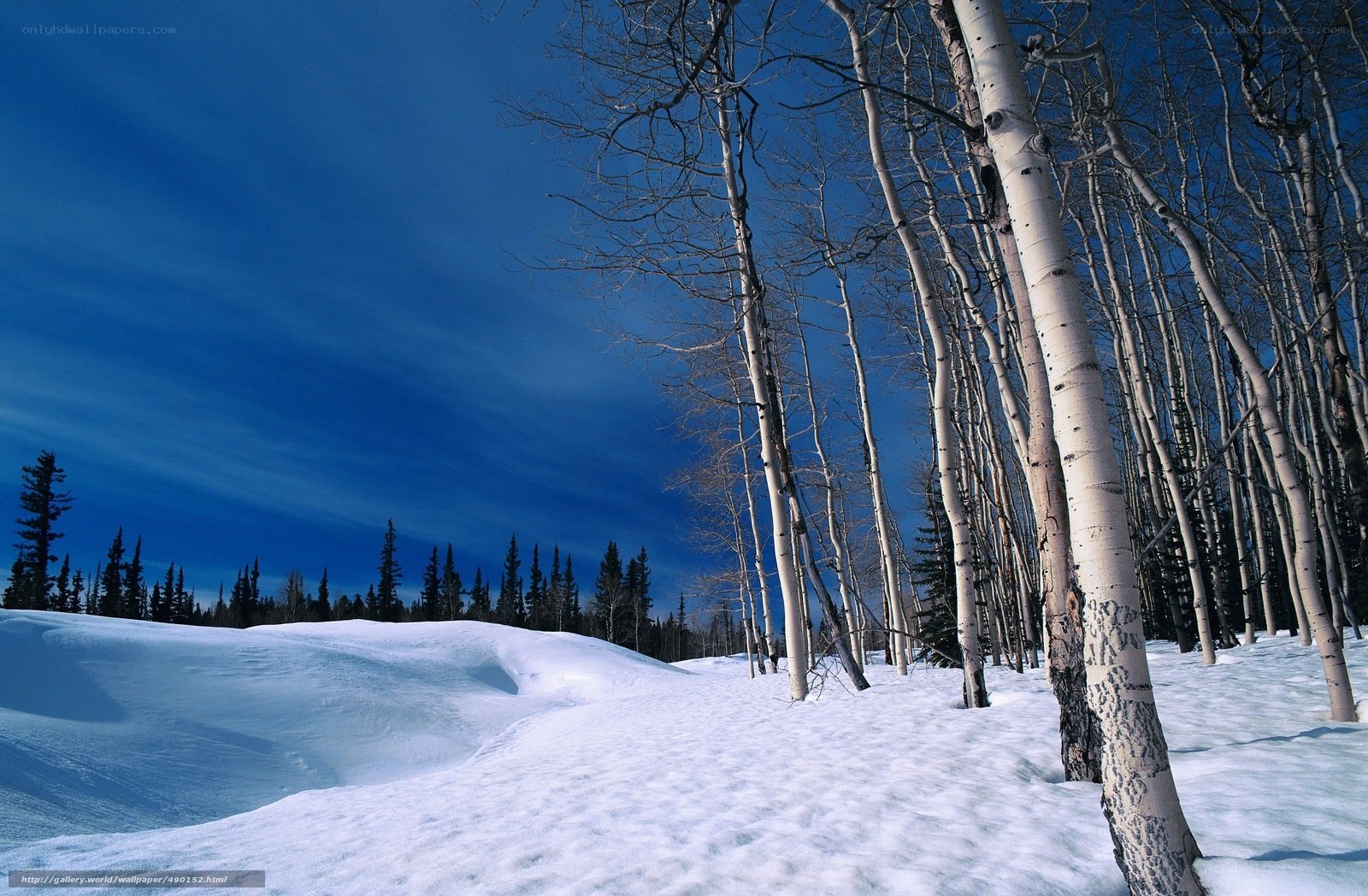 Snowy birch forest landscape