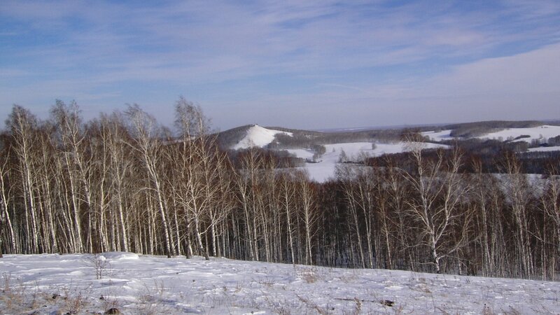 snowy birch forest landscape