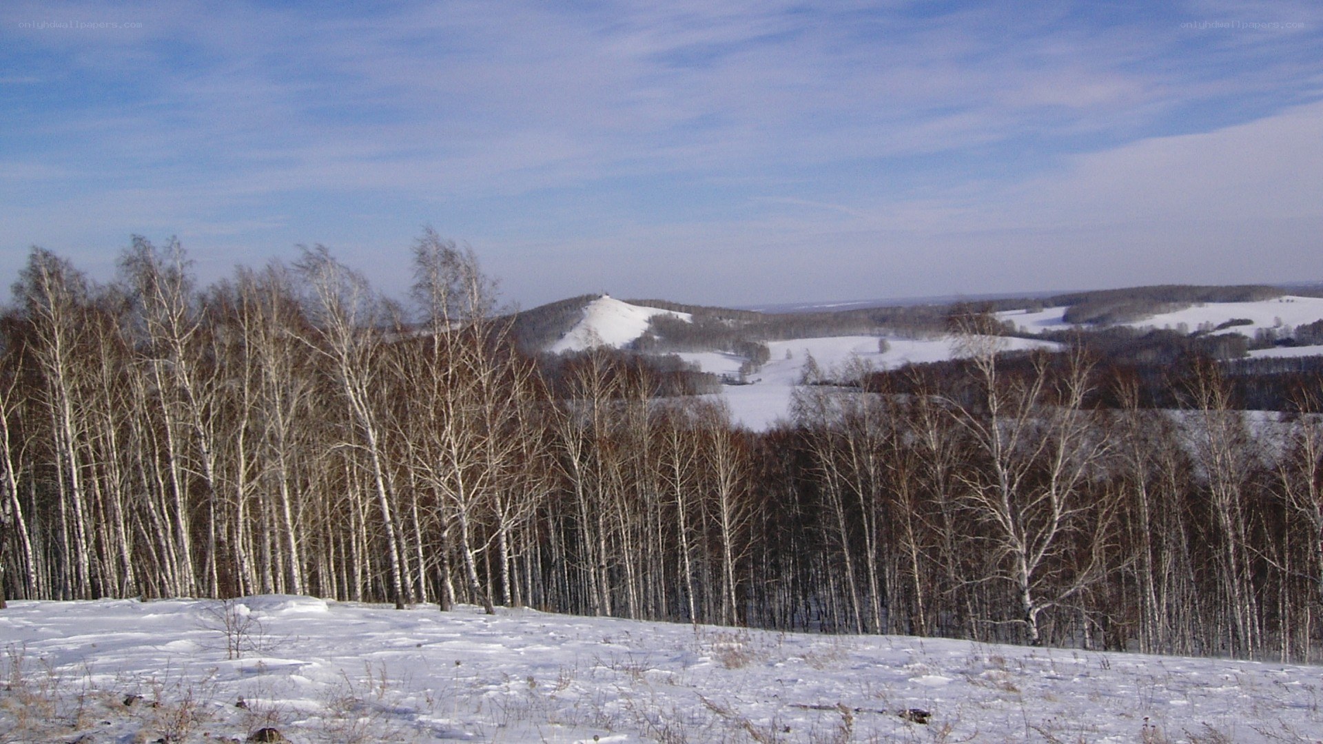 snowy birch forest landscape