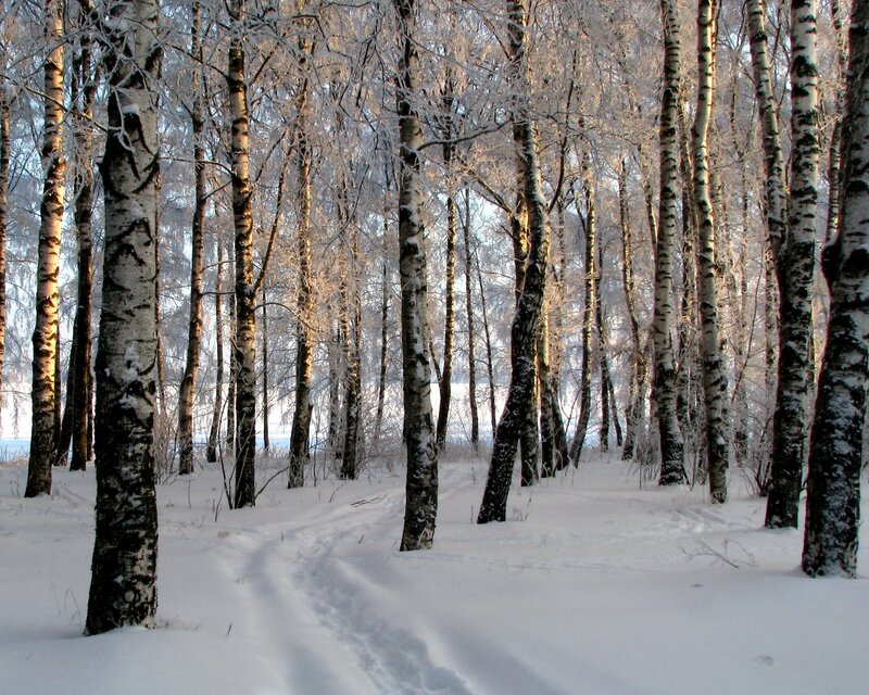 Snowy birch forest path