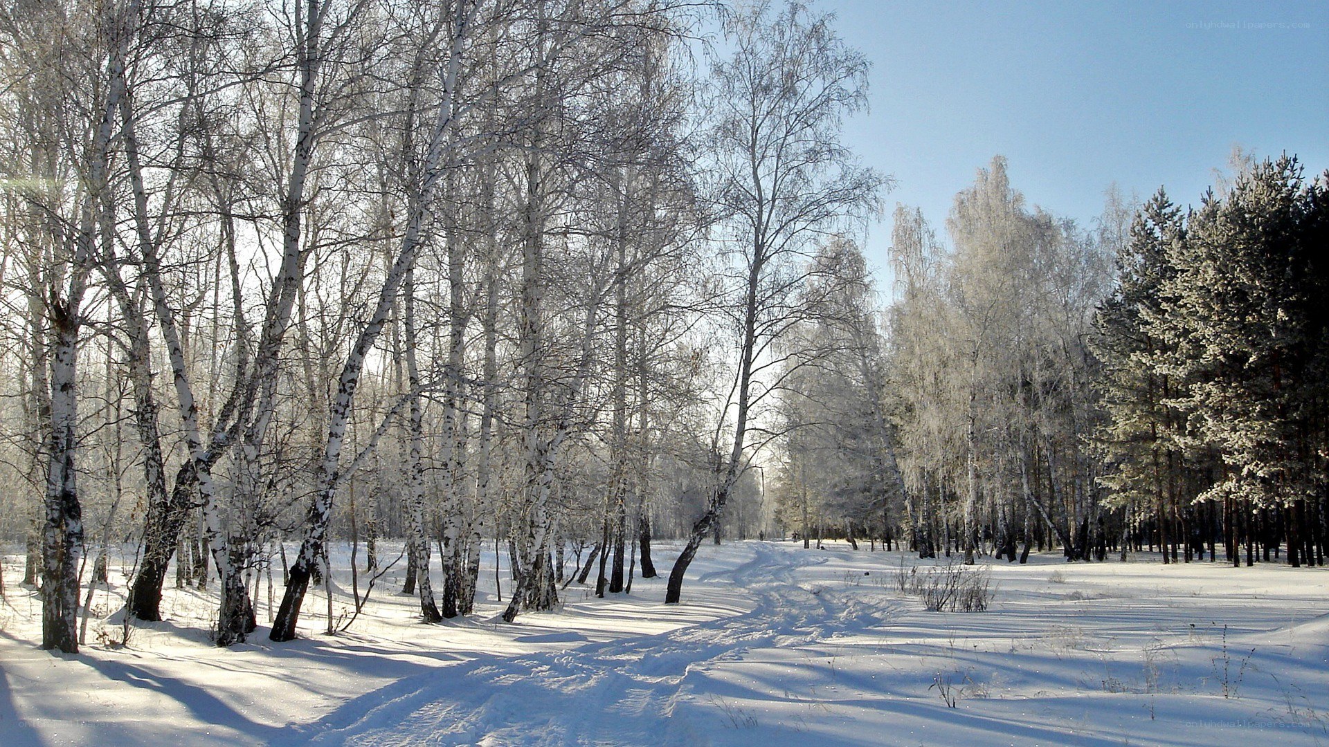 Snowy birch forest path