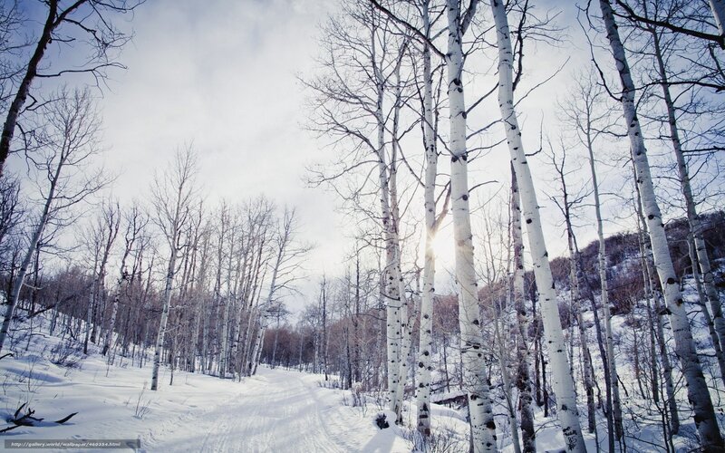 Snowy birch forest path