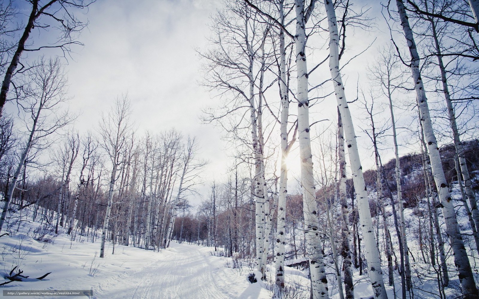 Snowy birch forest path