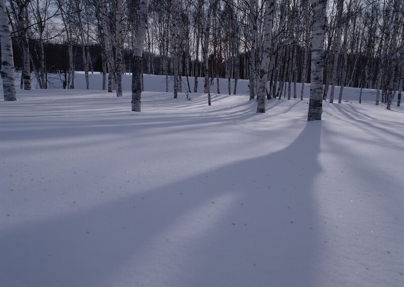 Snowy birch forest