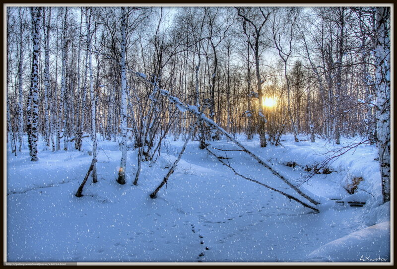 Snowy Birch Forest — White