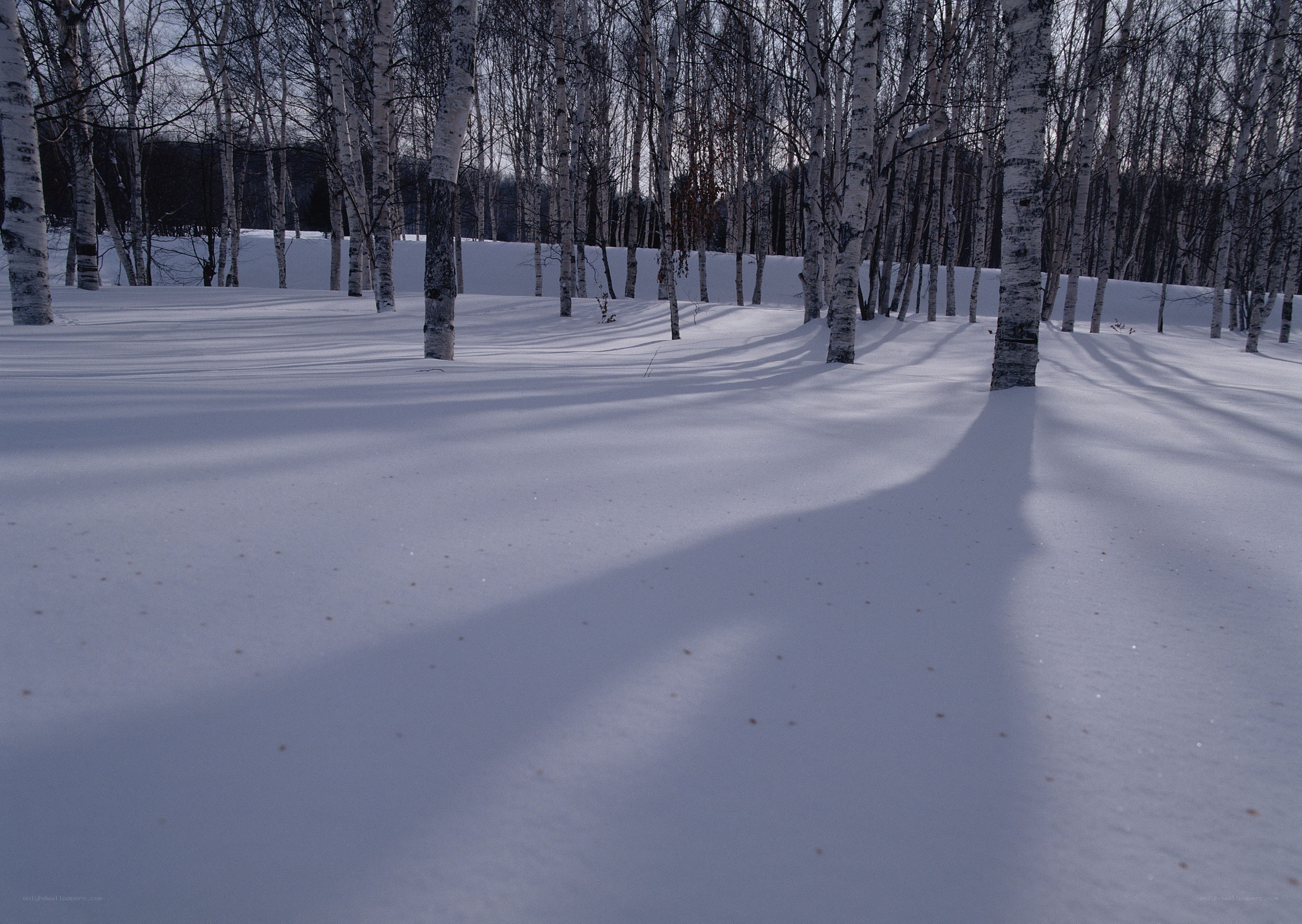 Snowy birch forest