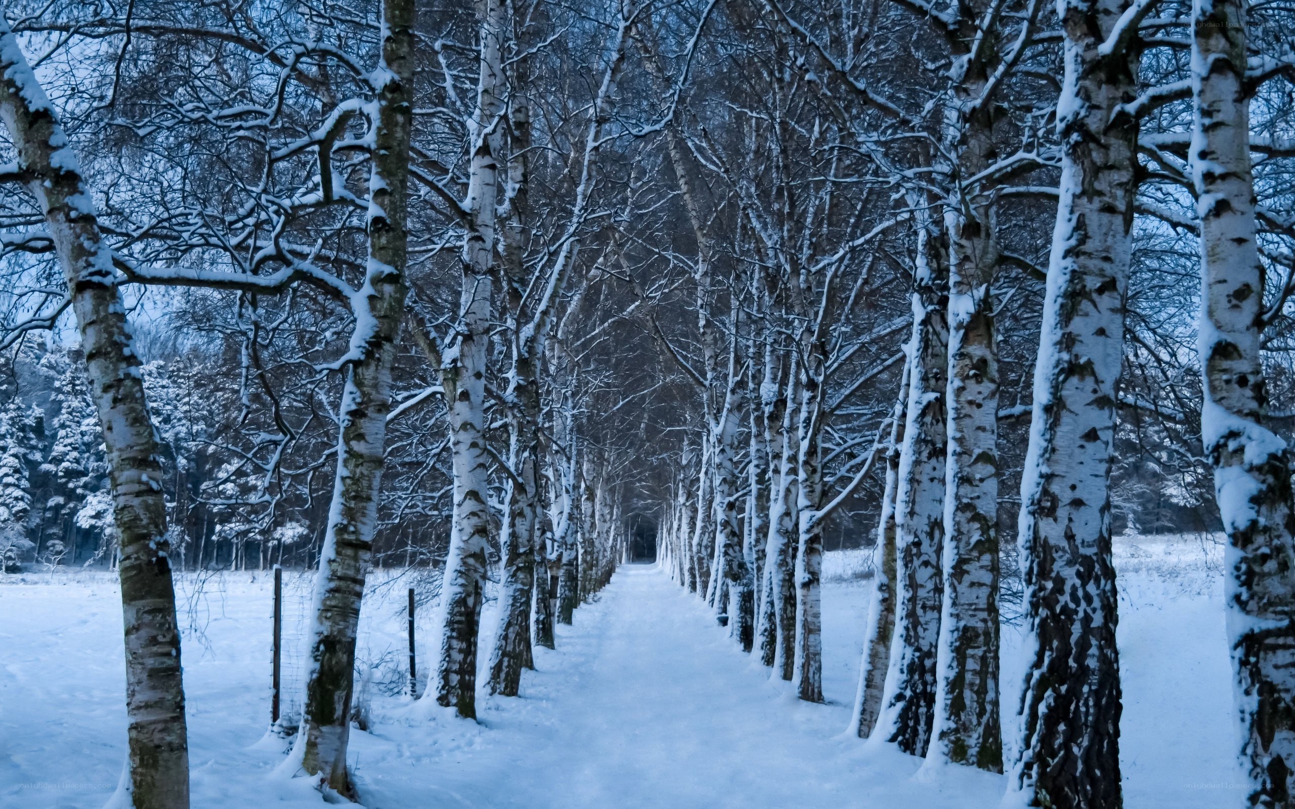 Snowy birch tree path