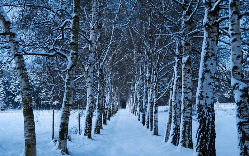 snowy birch tree path