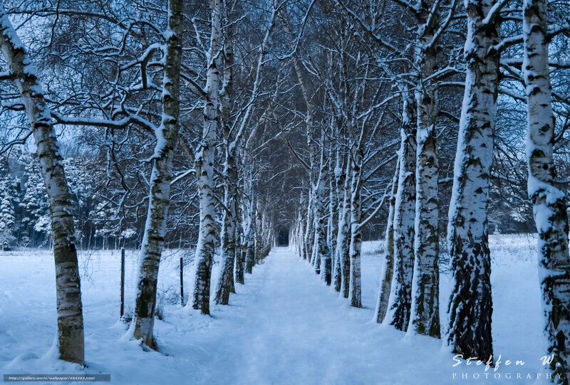 Snowy birch tree path