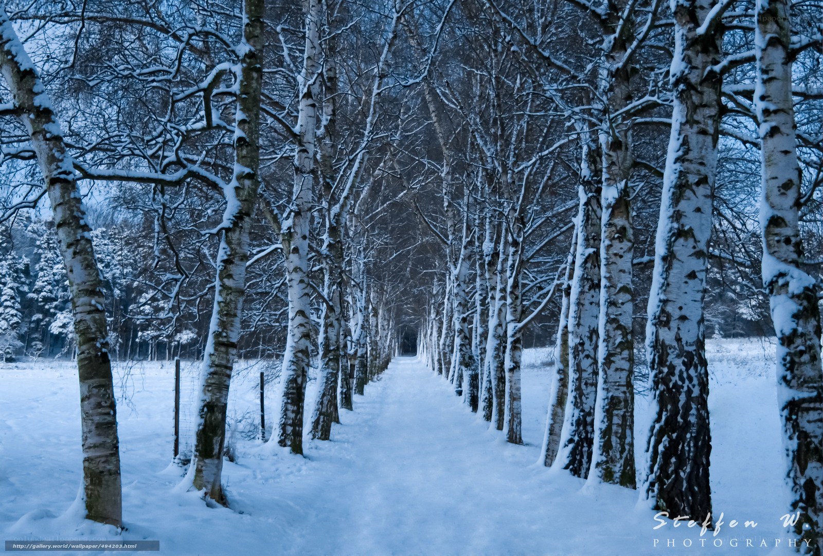 Snowy birch tree path