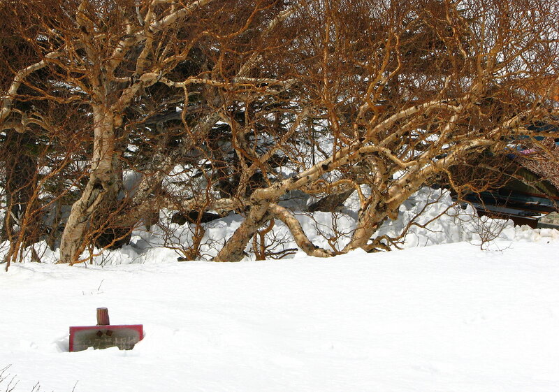 Snowy birch trees in winter