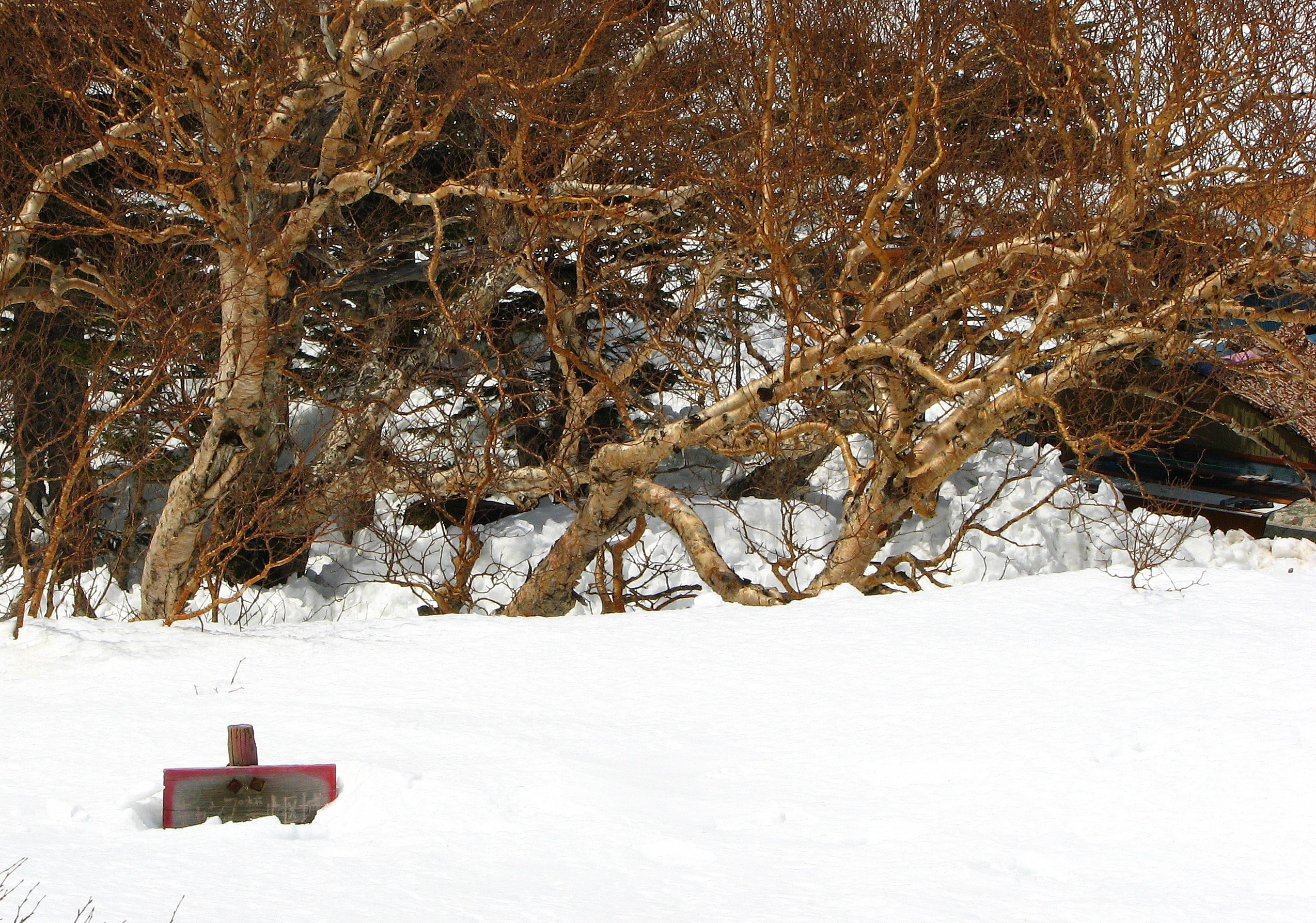 Snowy birch trees in winter