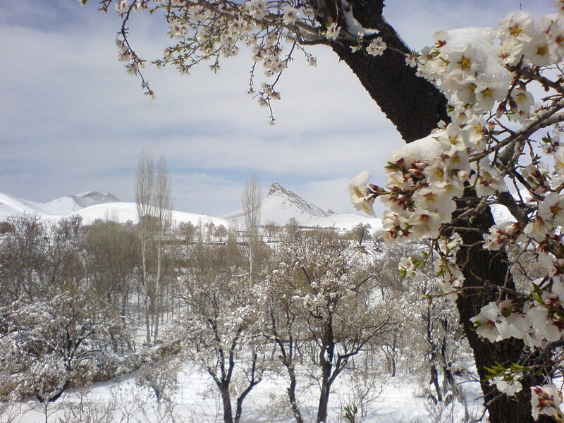 Snowy blossoms in a mountain valley