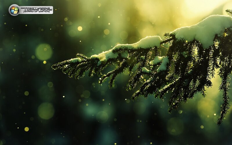 Snowy branch in golden light