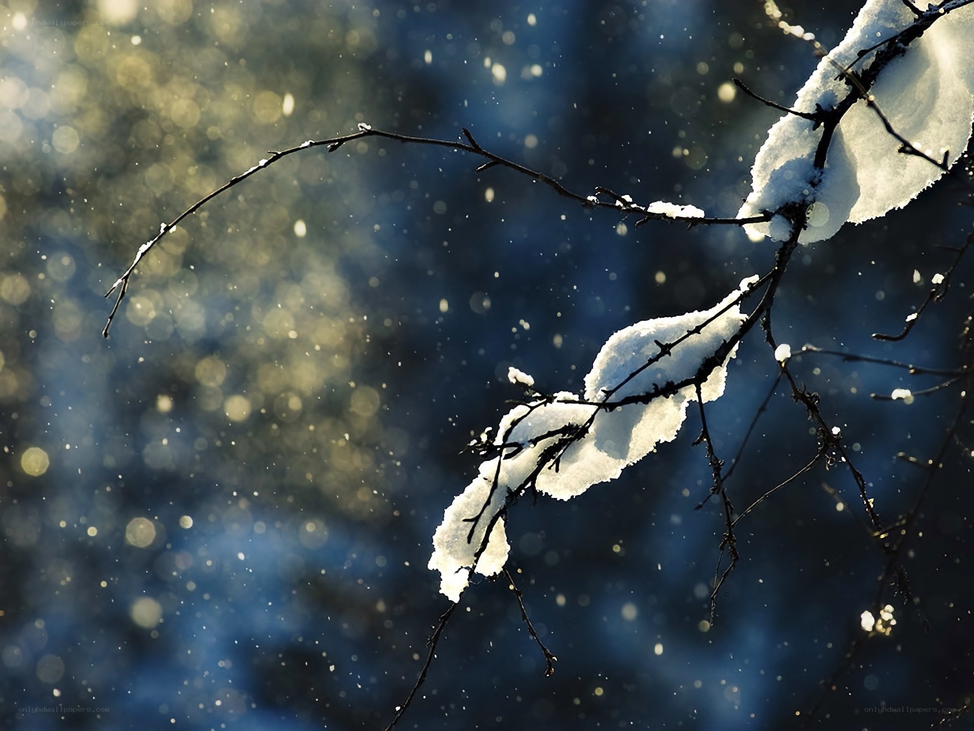 Snowy branch in sunlight