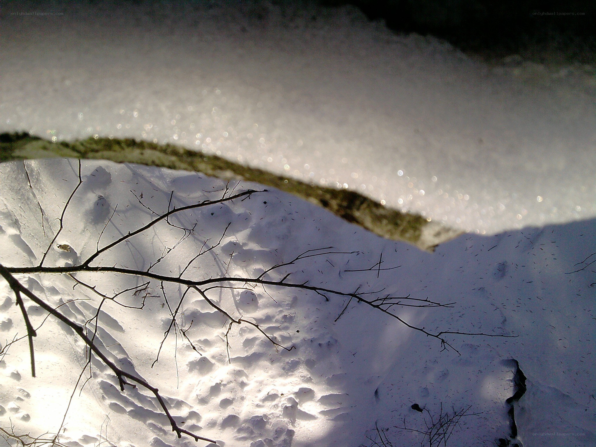 snowy branch in sunlight